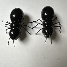 Pair Glossy Black Ants Insect